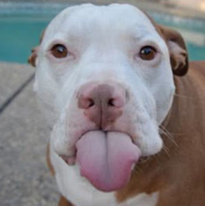 Meet your Posher, Gwen